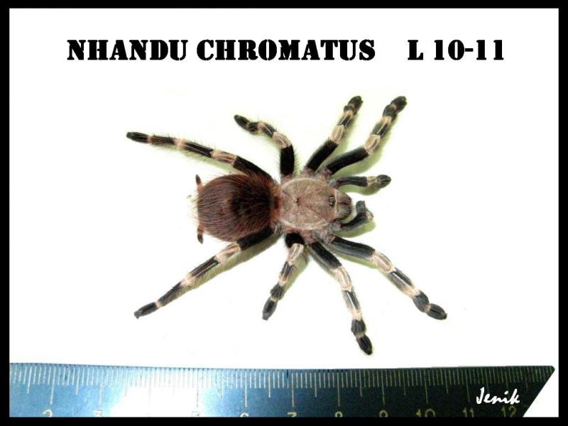 Nhandu chromatus Нанду хроматус