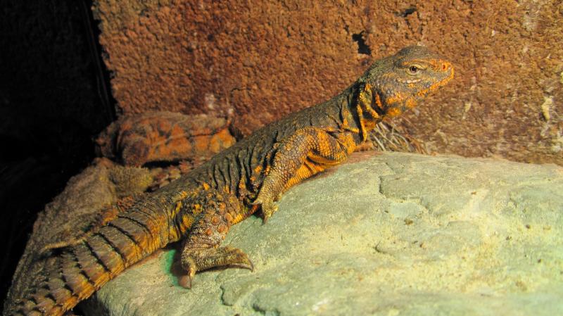 Uromastyx geyri