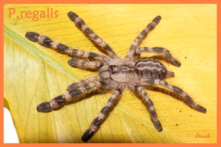 Poecilotheria regalis