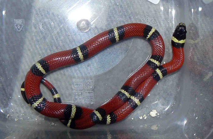Snake 50. Змея молочная синалойская "Applegate Stripe" one. Зоомагазин змеи. Змея 50-60 см. Змеи которые продаются в зоомагазине.