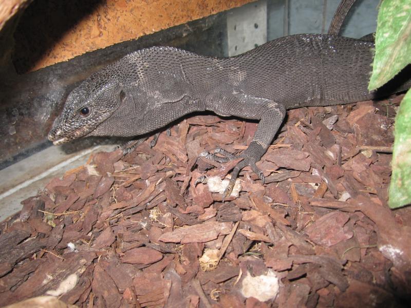 Varanus beccari