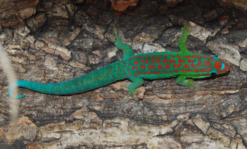 Phelsuma cepediana