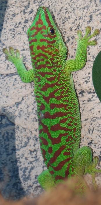 Phelsuma grandis hi read