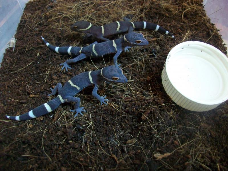 Goniurosaurus lichtenfelderi СВ 2012