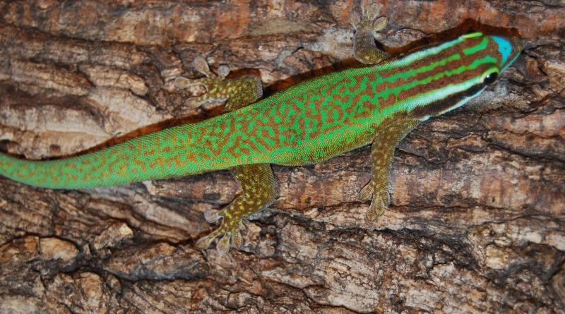 Phelsuma inexpectata