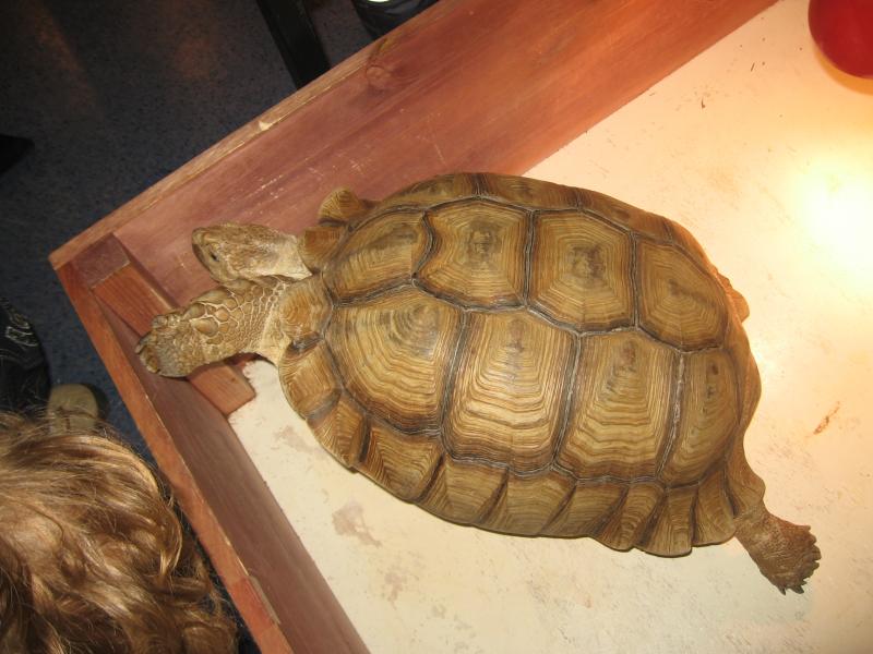 Geochelone Sulcata