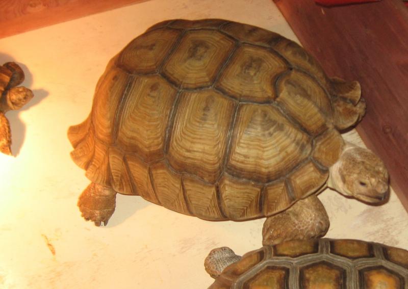 Geochelone Sulcata