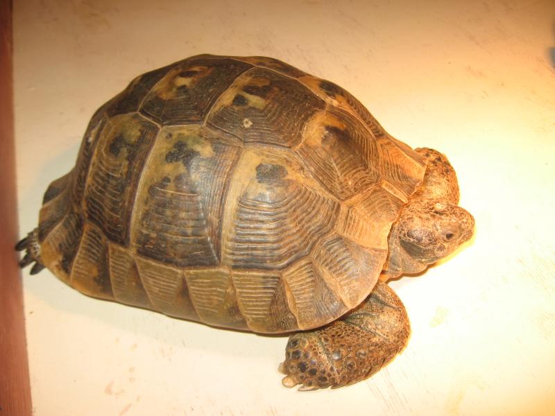 Testudo Graeca