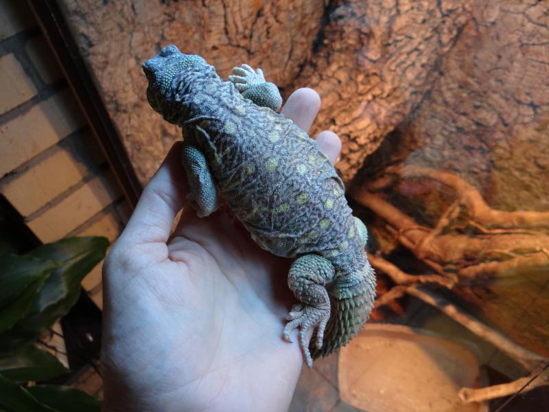 Uromastyx ornatus