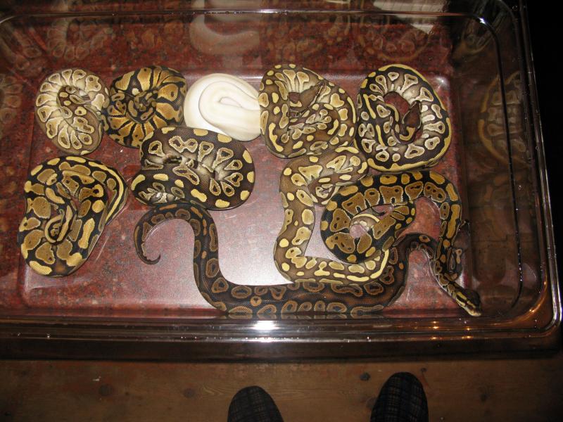 Ball Python