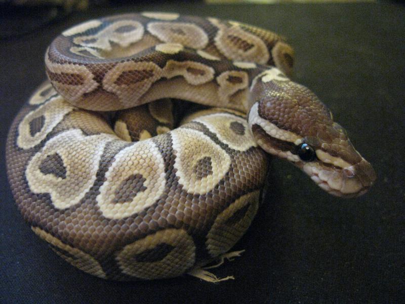 Ball Python