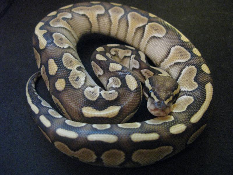 Ball Python