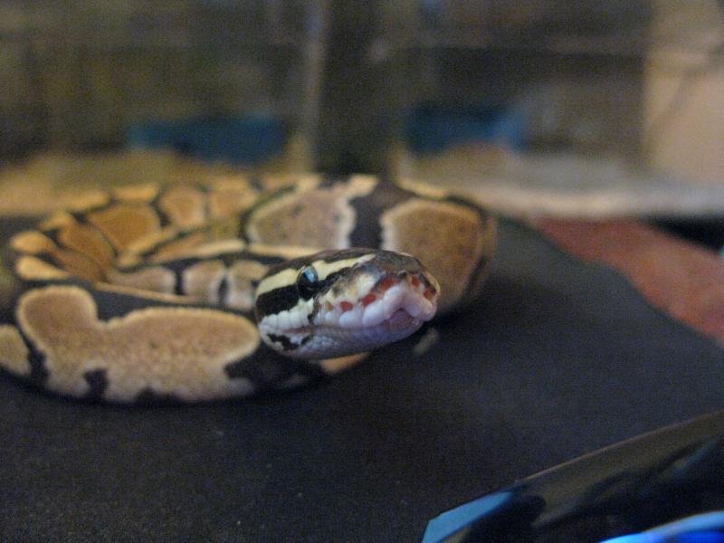 Ball Python