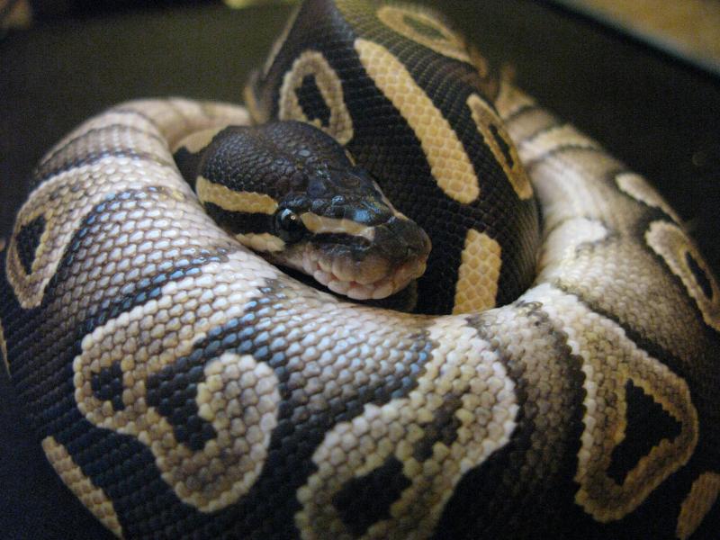 Ball Python