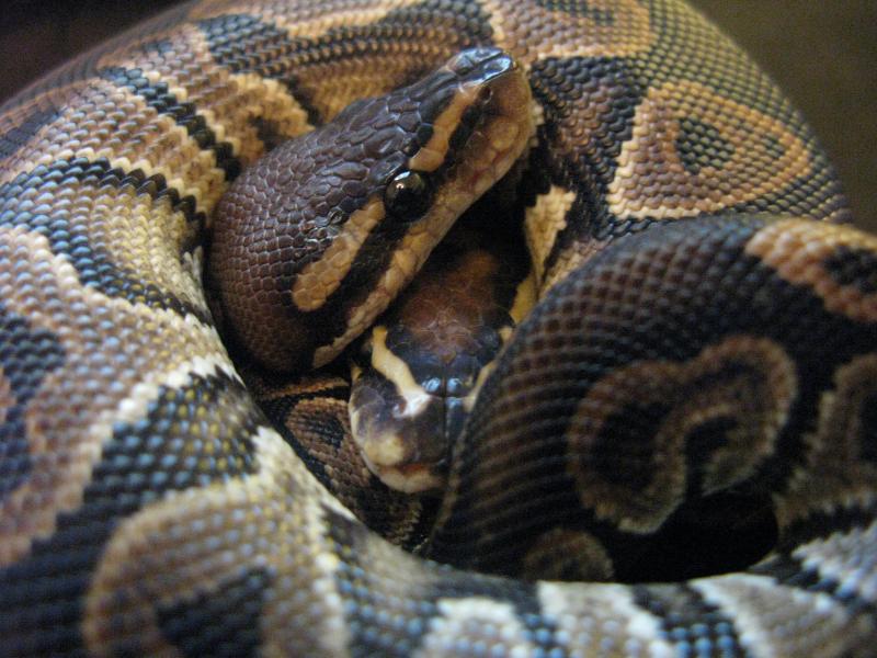 Ball Python