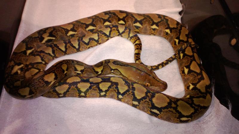 Python reticulatus