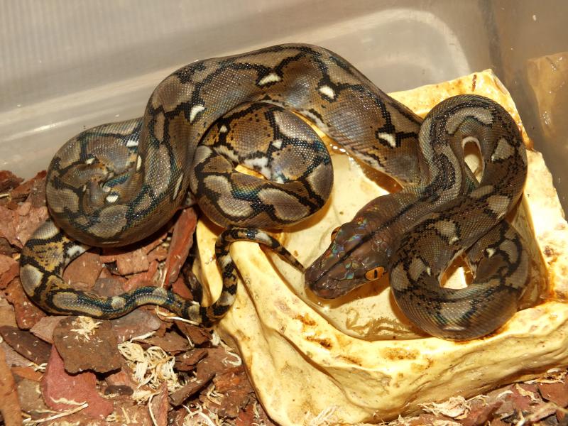 Python reticulatus