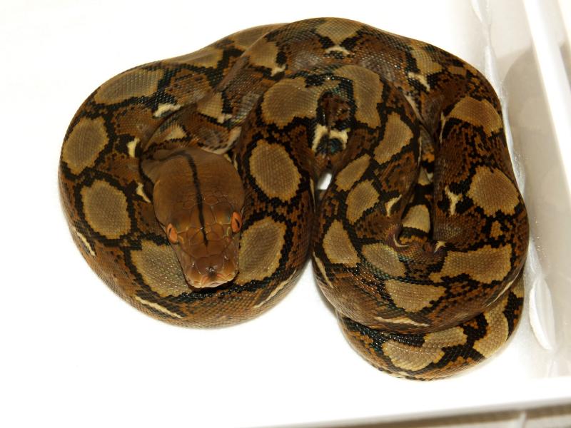 Python reticulatus