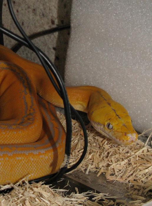 Purple Golden Child Reticulated Python