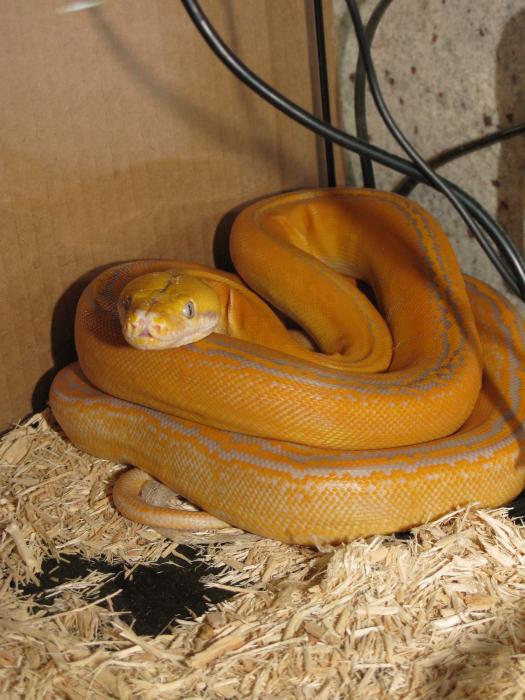 Purple Golden Child Reticulated Python