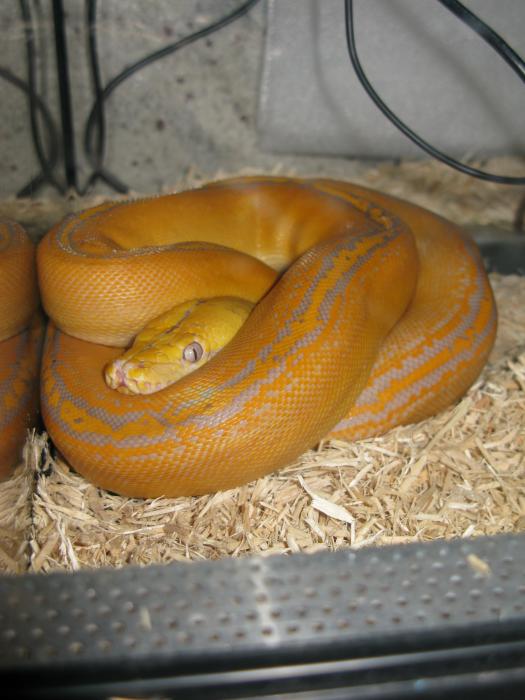 Purple Golden Child Reticulated Python