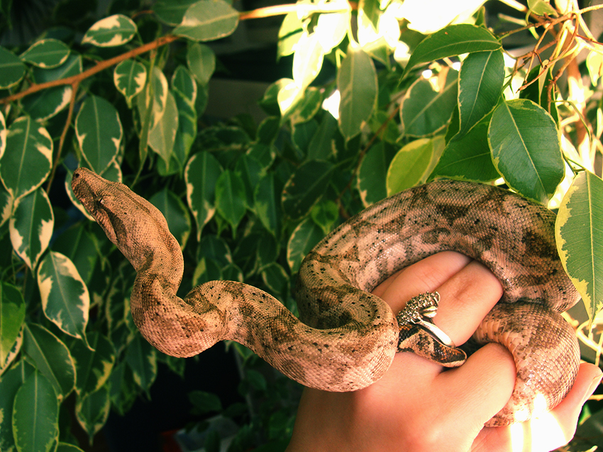 Hog Island boa!