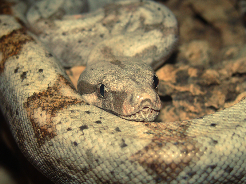 Hog Island boa!