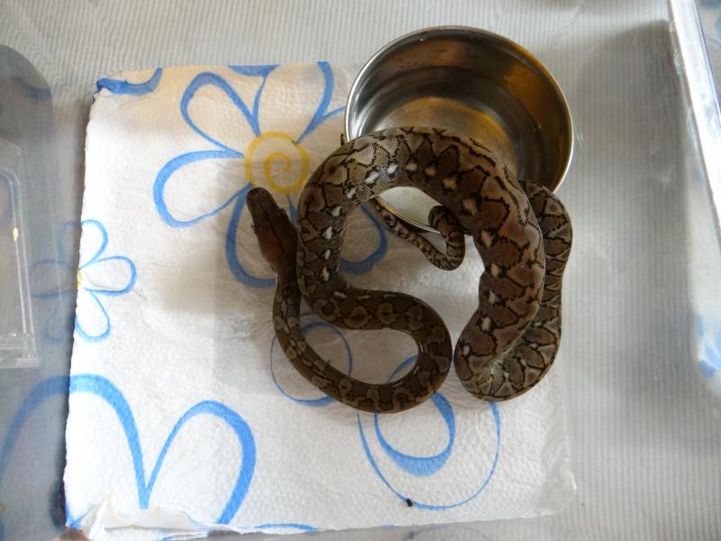 Python reticulatus jampeanus 