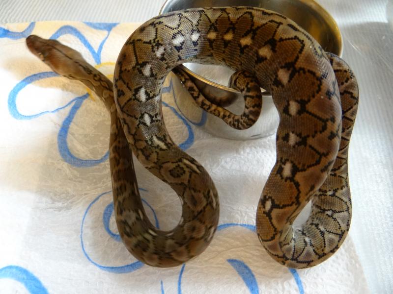 Python reticulatus jampeanus 