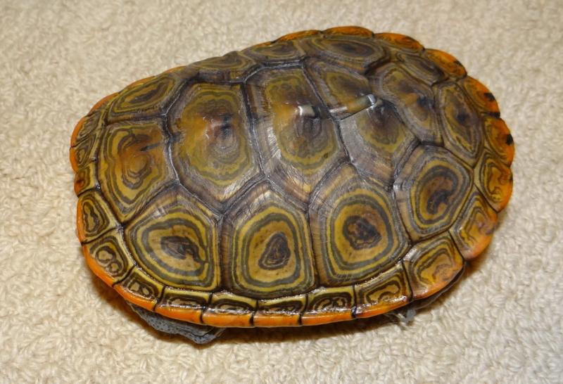 Malaclemys terrapin centrata