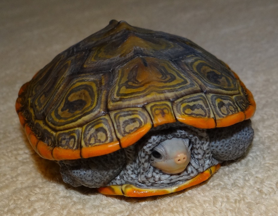 Malaclemys terrapin centrata