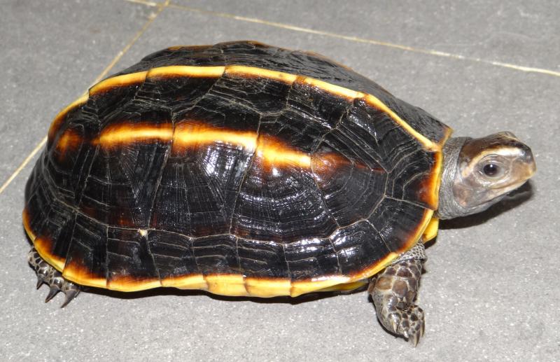 Melanochelys tricarinata