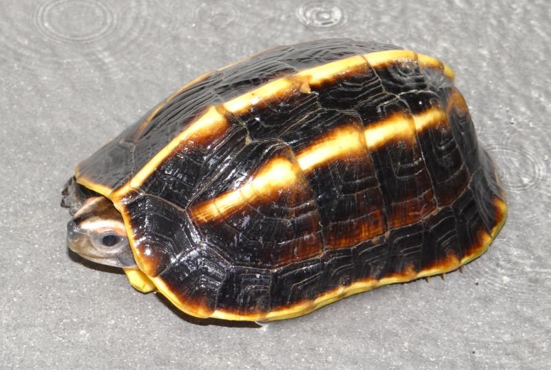 Melanochelys tricarinata