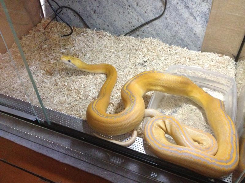 Purple Golden Child Reticulated Python