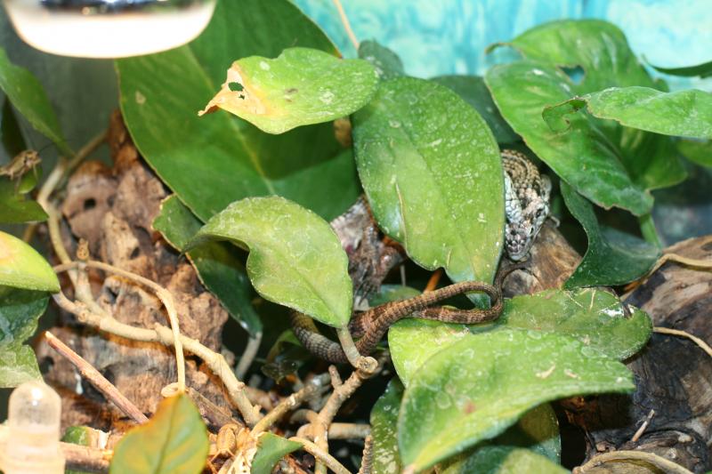 abronia taeniata