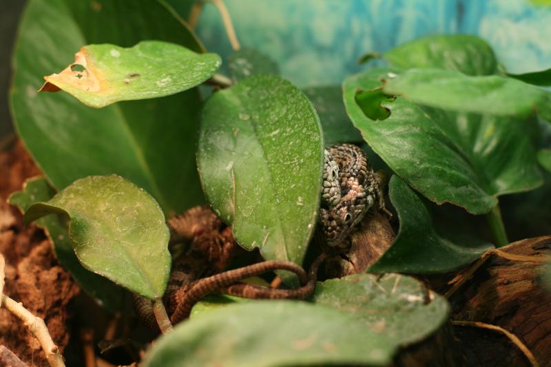 abronia taeniata