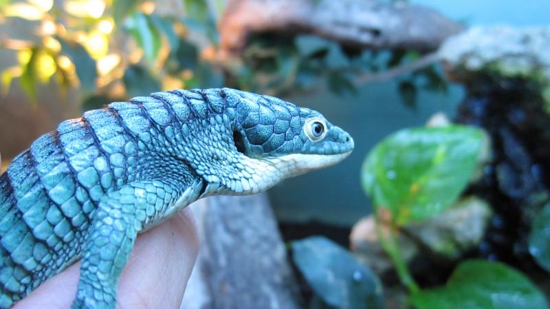 Abronia graminea