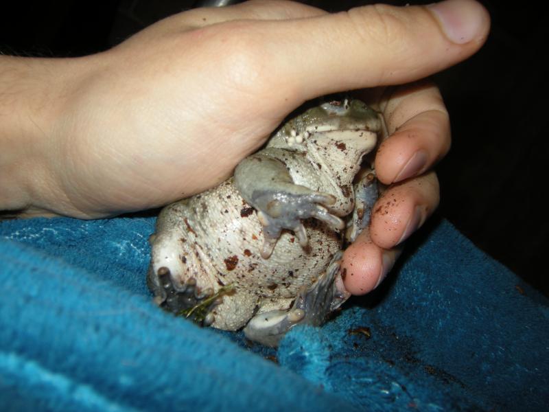 Bufo alvarius