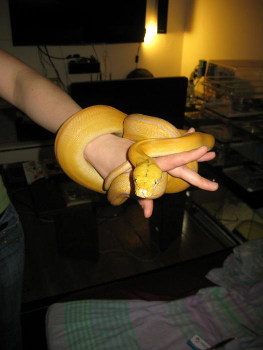 Purple Golden Child Reticulated Python