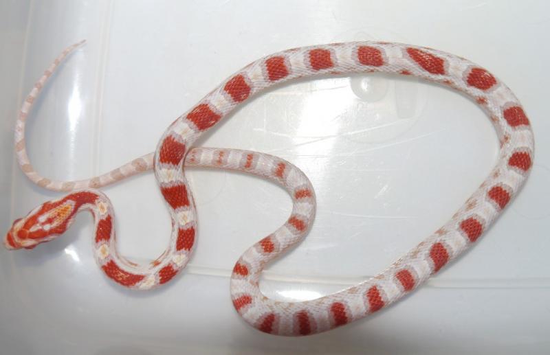 Elaphe guttata High White