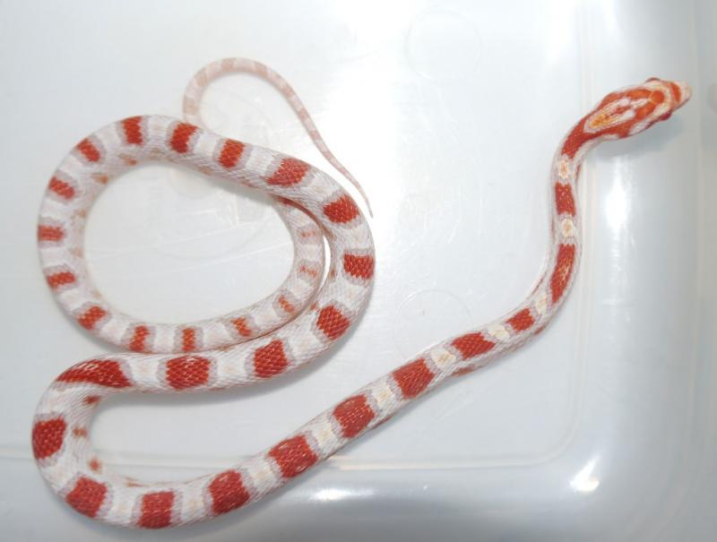 Elaphe guttata High White