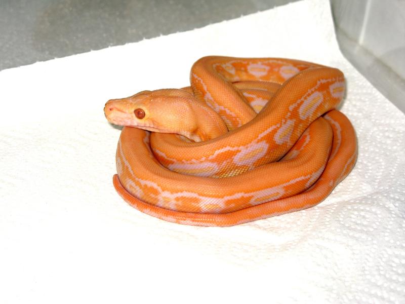 Lavender Albino Tiger Reticulated Python