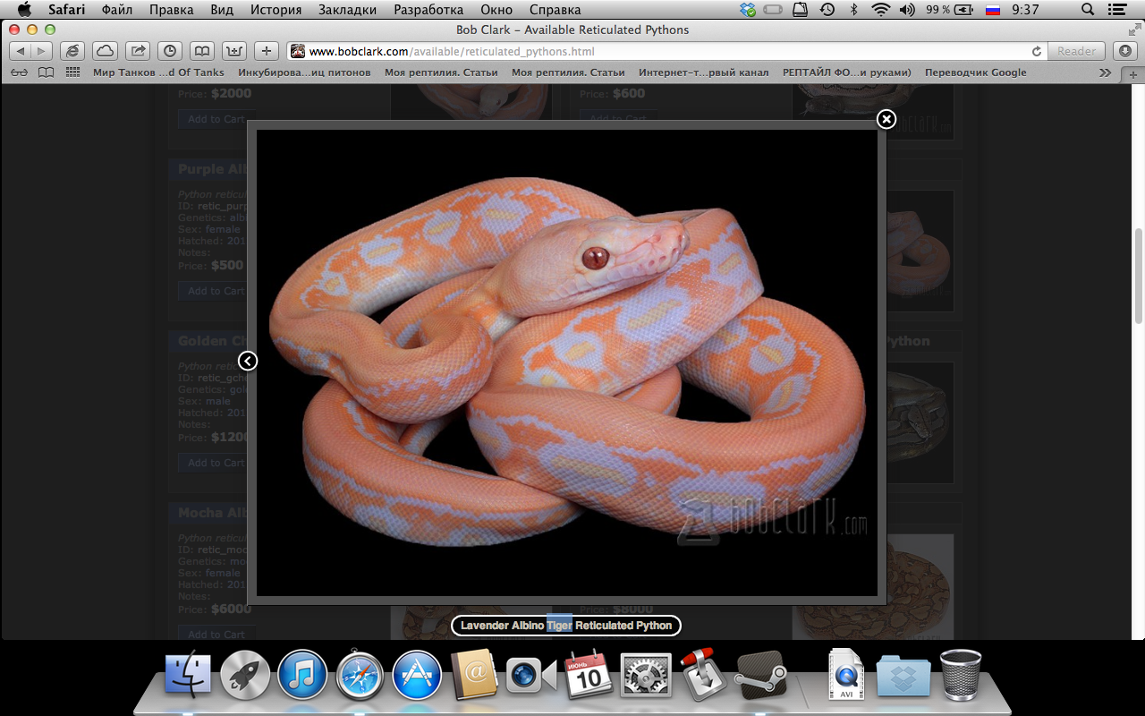 Lavender Albino Tiger Reticulated Python