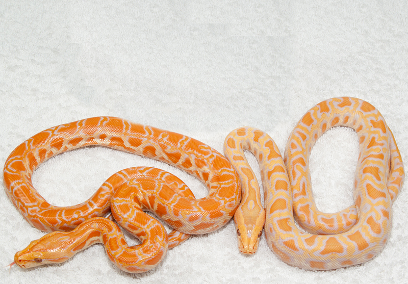 orange albino 100% labirint и albino