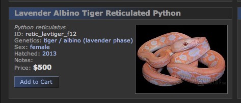 Lavender Albino Tiger Reticulated Python