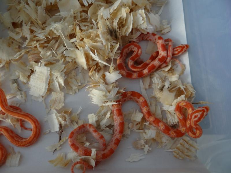 Pantherophis guttatus guttatus “albino