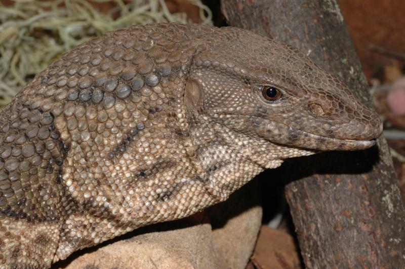 Varanus dumerilii