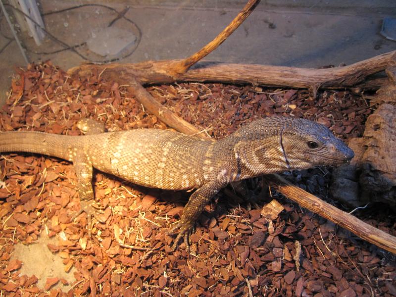 Varanus dumerilii