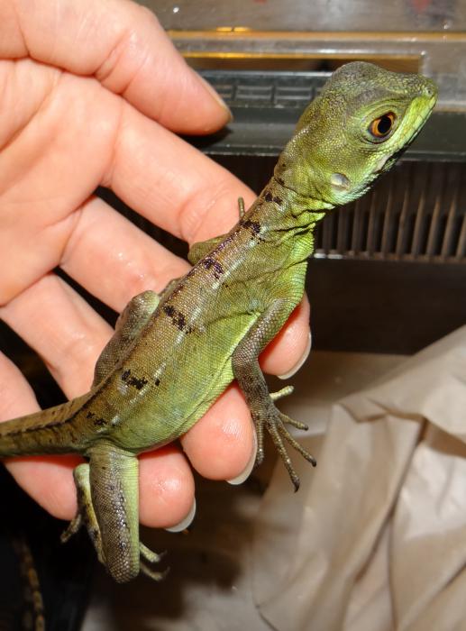 Basiliscus basiliscus