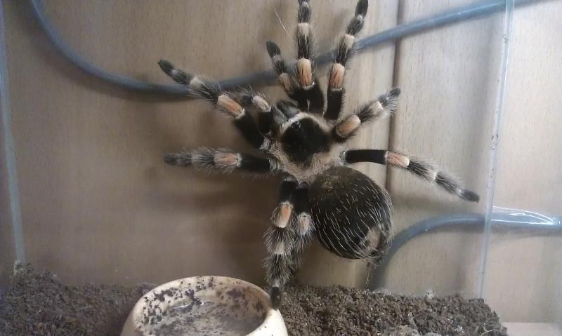 brachypelma smithi